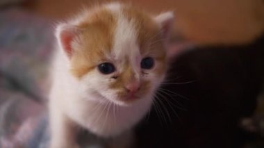 Meraklı küçük kızıl ve beyaz kedi portresi orta yavaş çekim seçici odak noktası