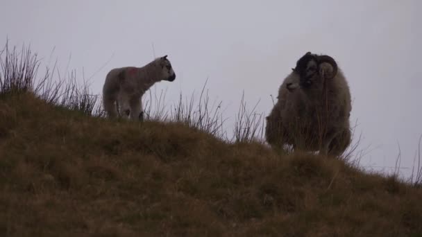 约克郡崎岖沼泽地的母羊和羊草中等慢动作射击选择焦点 — 图库视频影像