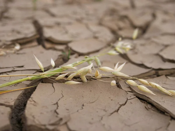 Sıcak hava dalgasından sonra kurak topraklarda yulaf. 