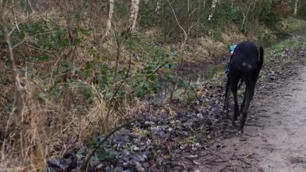 Ormanda serbestçe dolaşan tazı köpeği. — Stok video