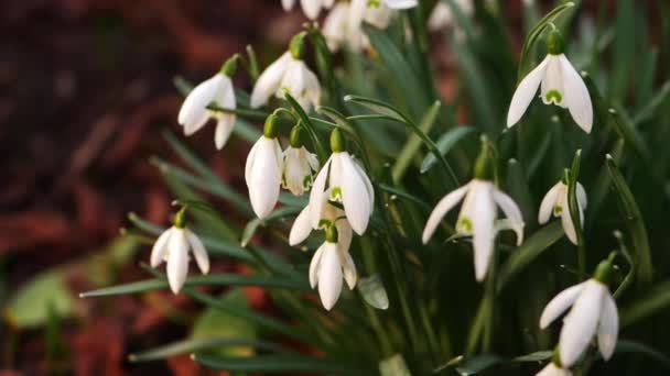 Snödroppe blommor blommar i vinter — Stockvideo