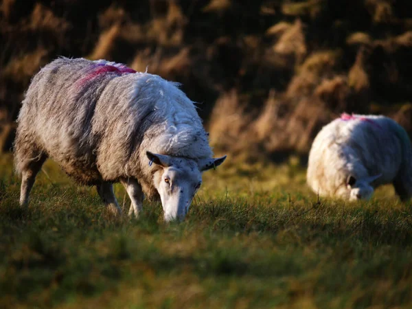 Rebanho de ovinos pastando no campo de agricultores no inverno — Fotografia de Stock