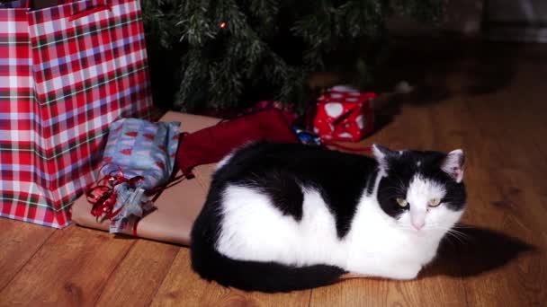 Sällskapsdjur katt avkopplande av julklappar under trädet — Stockvideo