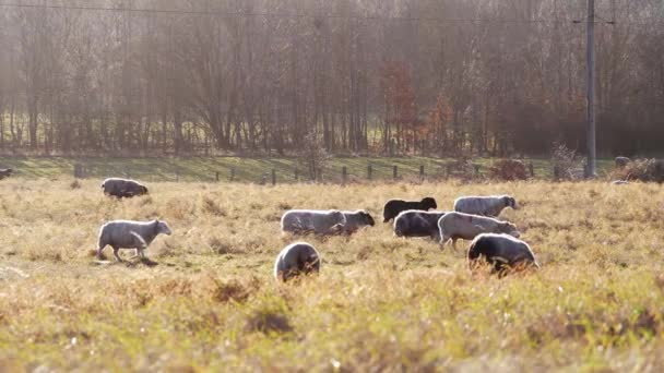 Стадо овец пасутся в прочной сельской местности — стоковое видео