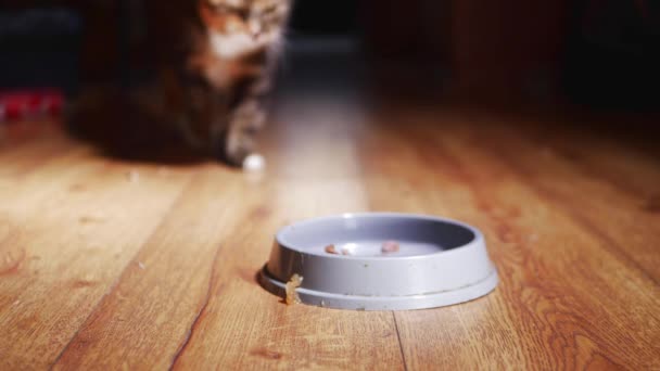 Gato andando em direção tigela de alimentação — Vídeo de Stock