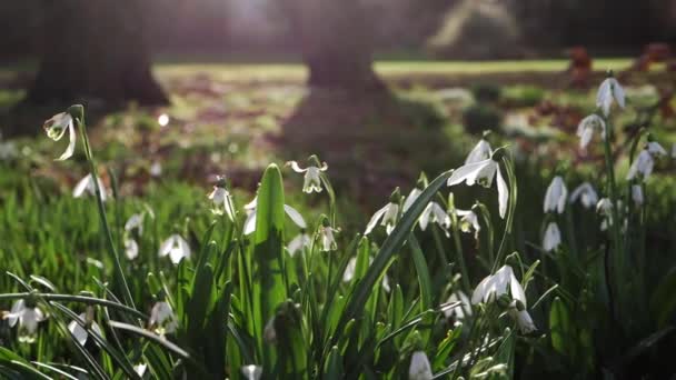 Snödroppe blommor blommar i vintersolen — Stockvideo