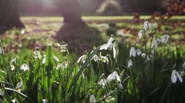 Kış güneşinde açan kartanesi çiçekleri. 