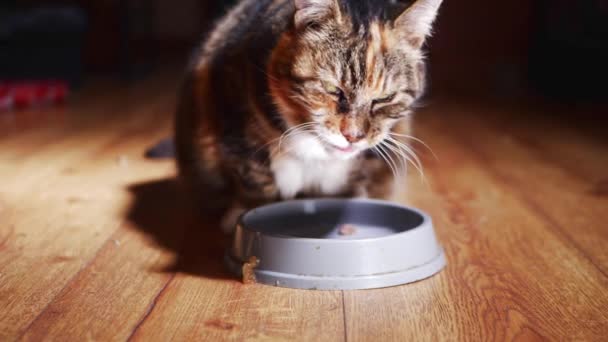 Katten eten kattenvoer uit haar kom — Stockvideo
