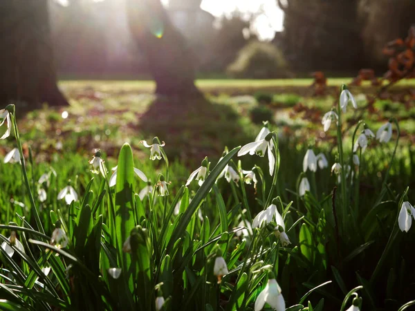 Flores de gota de neve florescendo no inverno luz do sol tiro médio — Fotografia de Stock