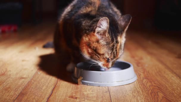 猫吃碗里的猫食 — 图库视频影像