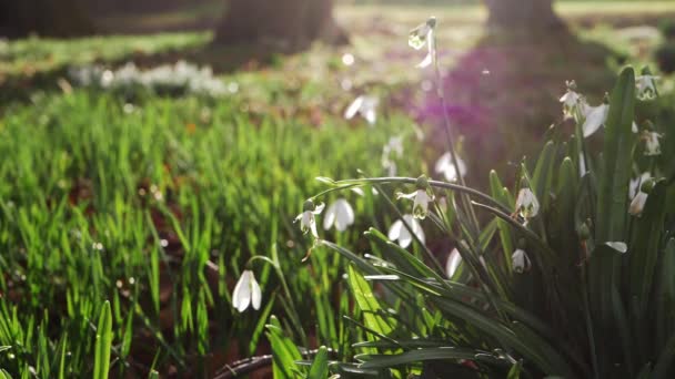 Snö droppe blommor blommar i vinter solsken parkland — Stockvideo