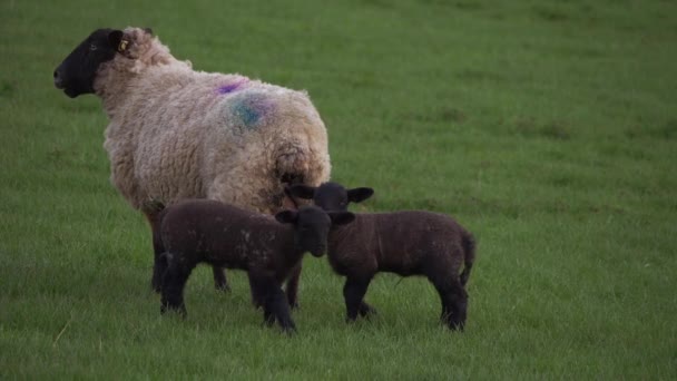 Lammeren met moederschapen die samen spelen in het boerenveld — Stockvideo