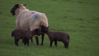 Anne koyunla birlikte çiftçi tarlasında oynayan kuzular. 