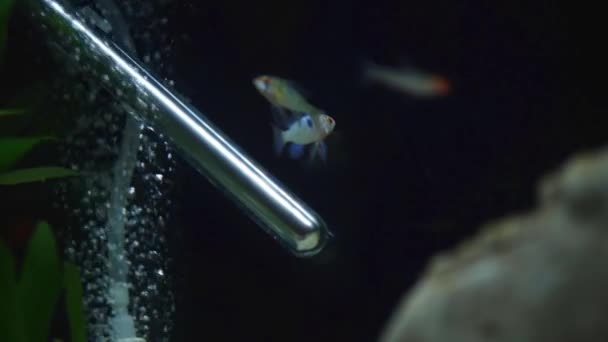 Fish swimming in a home aquarium tank — Stock Video