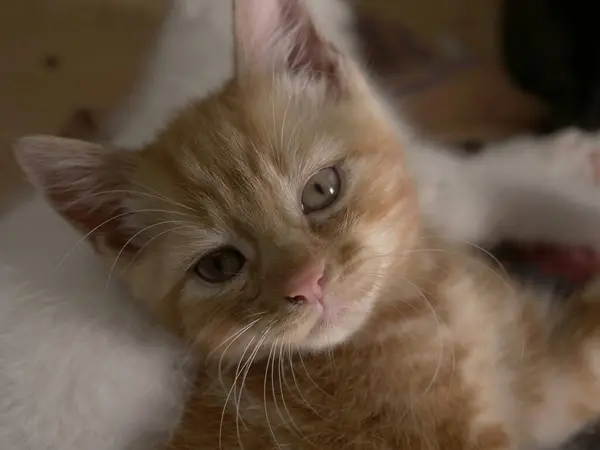 Lindo adorable jengibre bebé gatito retrato disparo — Foto de Stock