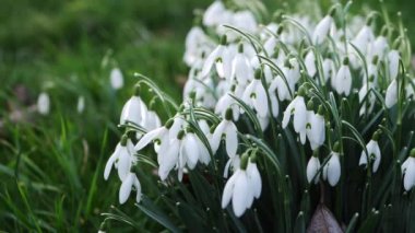 Kışın çiçek açan kartopu çiçekleri. 