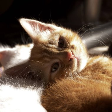 Sevimli, sevimli, kızıl, bebek, kedi portresi.