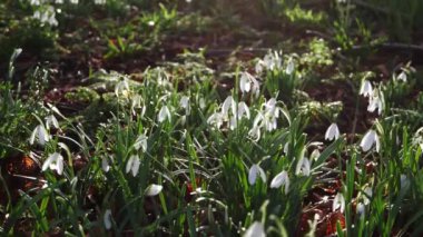 Kış güneşinde açan kartanesi çiçekleri.