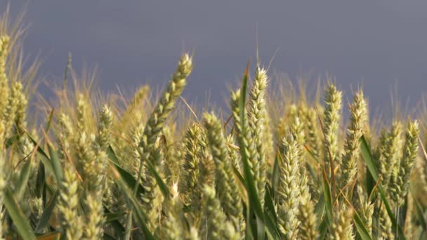 Buğday tarlası gökyüzü arka planında olgunlaşır — Stok video