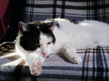 İçerik siyah ve beyaz evde dinleniyor