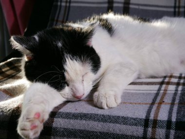 İçerik siyah ve beyaz evde dinleniyor