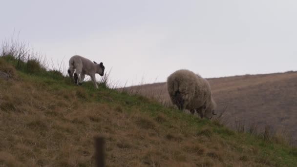 Matka ovce a jehněčí pasou v drsné Yorkshire moorland — Stock video