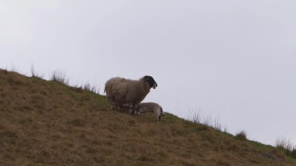 约克郡崎岖荒原上的母羊和羊羔吃草 — 图库视频影像