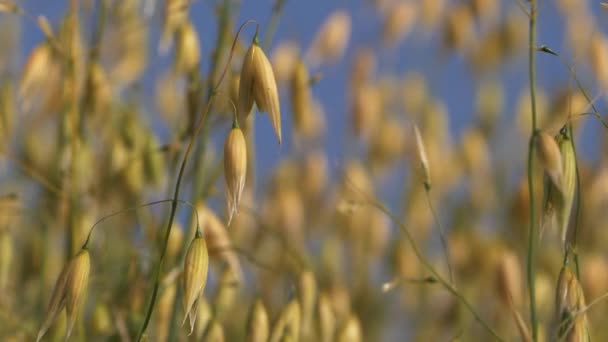 Rijp gouden haver teelt in landbouwgrond — Stockvideo