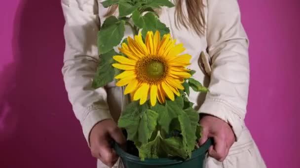 Fröhliche Frau tanzt mit heller Sonnenblumenpflanze — Stockvideo