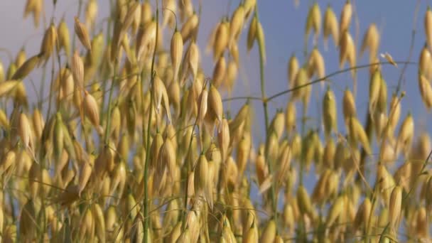 Rijp gouden haver teelt in landbouwgrond voor de oogst — Stockvideo