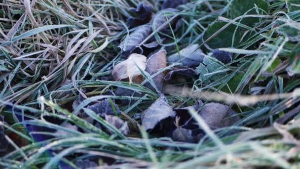 Manhã de geada com grama e folhas congeladas no chão — Vídeo de Stock
