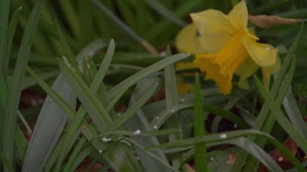 Hagelstenar faller på en påsklilja — Stockvideo