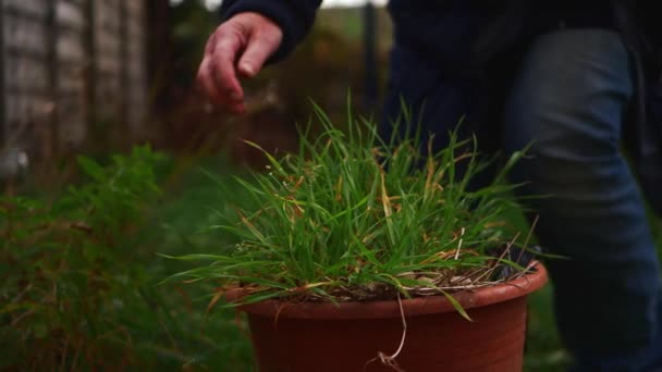 Gardener moving plant pot in garden — Stock Video
