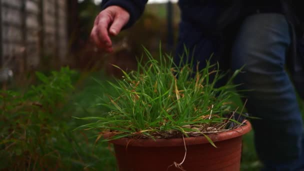 Jardineiro movendo vaso planta no jardim — Vídeo de Stock