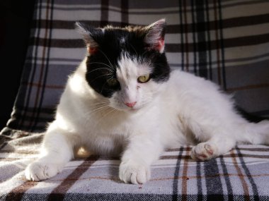 İçerik siyah ve beyaz kedi rahat battaniyede