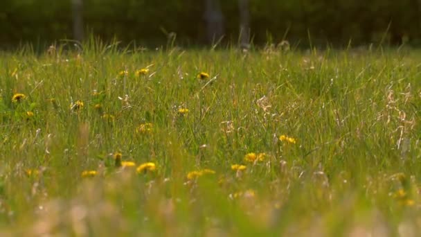 Dente-de-leão no prado de verão — Vídeo de Stock