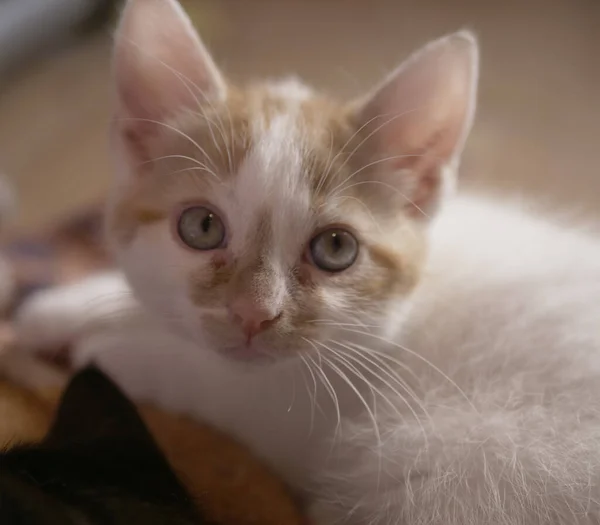 Mignon adorable gingembre et blanc bébé chaton portrait shot — Photo