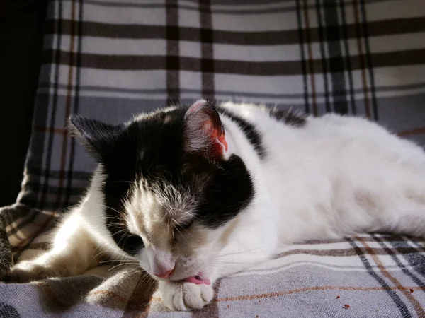 İçerik siyah ve beyaz tımar ve yıkama