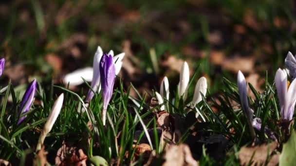 Krokusblommor växer vilt på landsbygden — Stockvideo