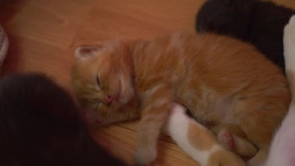 Adorable chaton gingembre mignon dormant avec ses frères et sœurs — Video