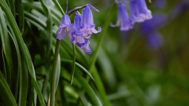 Blauglockenwildblumen, die in Wäldern aus nächster Nähe wachsen — Stockvideo