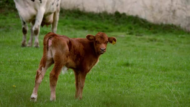 Hnědé tele krávy na poli farmářů pohlédne do kamery — Stock video