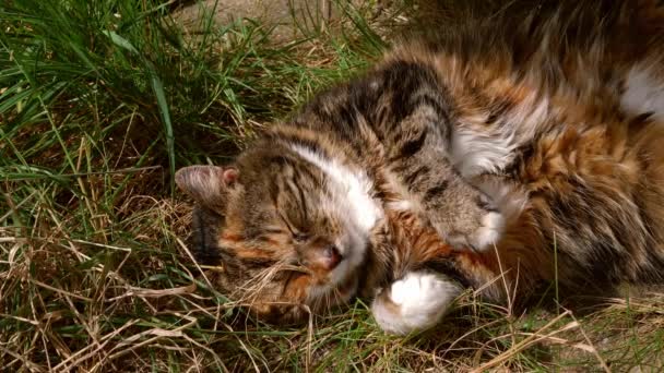 Idosos gato relaxa no jardim — Vídeo de Stock