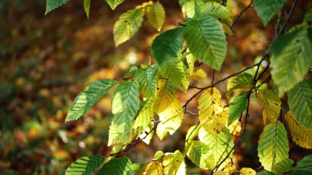 Las hojas verdes se vuelven doradas a medida que se acerca el otoño — Vídeos de Stock