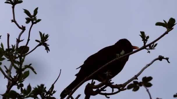 Amsel Britischer Vogel singt auf Ästen — Stockvideo