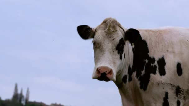 Zwart-wit Britse koe kijkt in de camera medium shot — Stockvideo