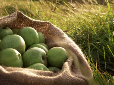 Yaz çayırlarında taze toplanmış yeşil elmalar 