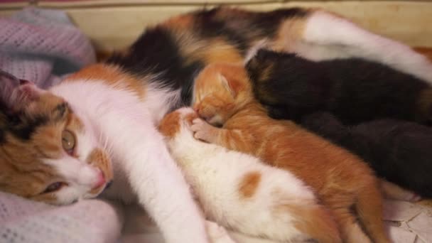 Petits chatons nouveau-nés dormant près de la mère — Video