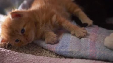 Sevimli tatlı kızıl kedicik dinleniyor. 