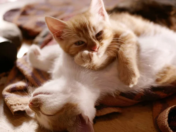 Cute funny adorable kittens pose for camera — Photo
